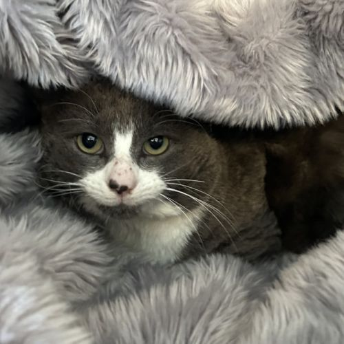 Church - Domestic Short Hair (DSH) Cat