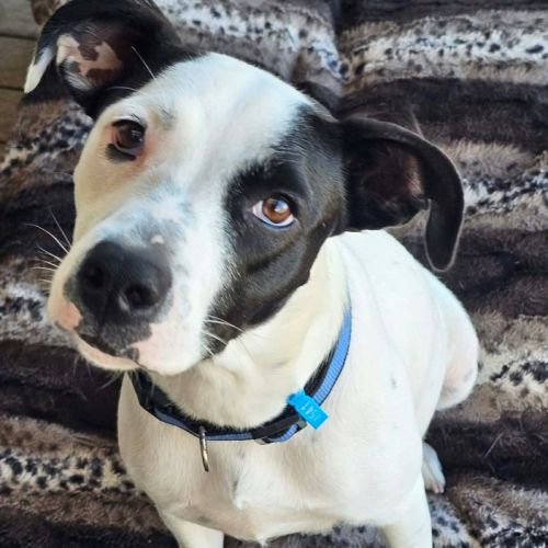 Penny - Mixed breed Dog