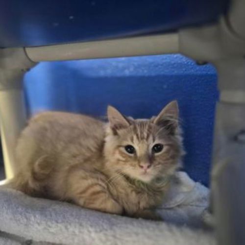 Cooper - Domestic Medium Hair Cat