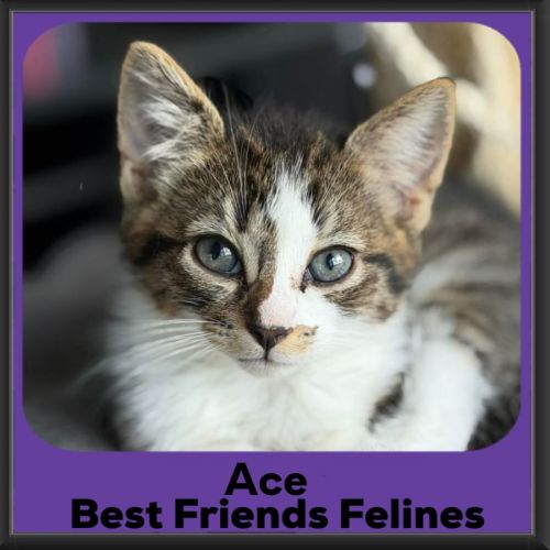 Ace - Domestic Short Hair (DSH) Cat