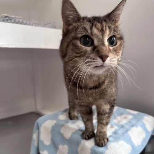 Bella  - Domestic Short Hair (DSH) Cat