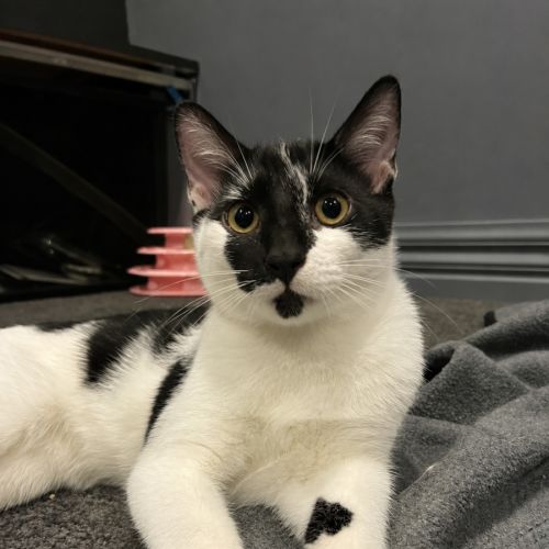 Precious - Domestic Short Hair (DSH) Cat