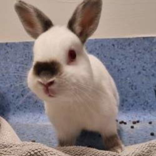 Casper - Netherland Dwarf Rabbit