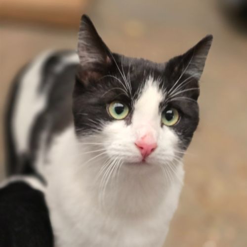 Jacko - Domestic Short Hair (DSH) Cat