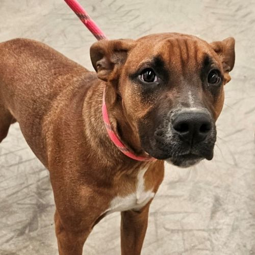 Rex - Mixed breed Dog
