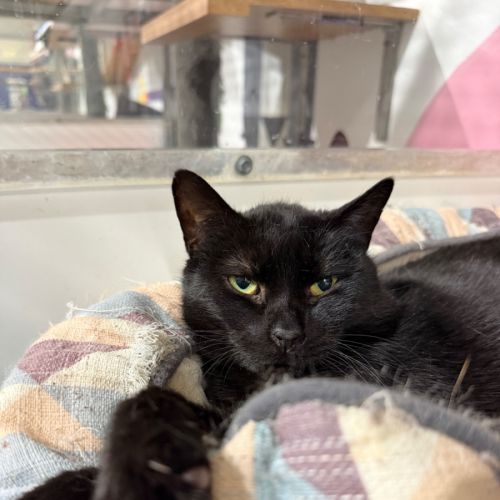 Isabella - Domestic Short Hair (DSH) Cat