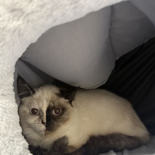 Maple - Dsh Cat