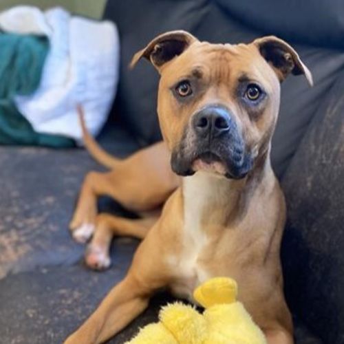 Nala - Staffordshire Bull Terrier Dog