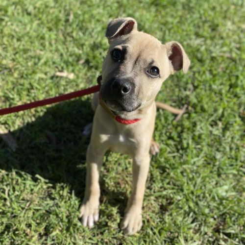 Scooby - Staffordshire Bull Terrier Dog