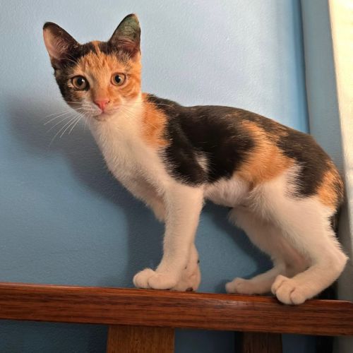 Peaches - Domestic Short Hair (DSH) Cat