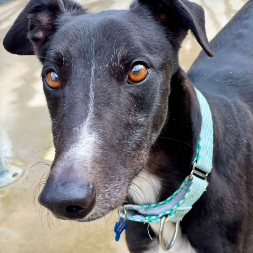 Frodo The Greyhound - Greyhound Dog