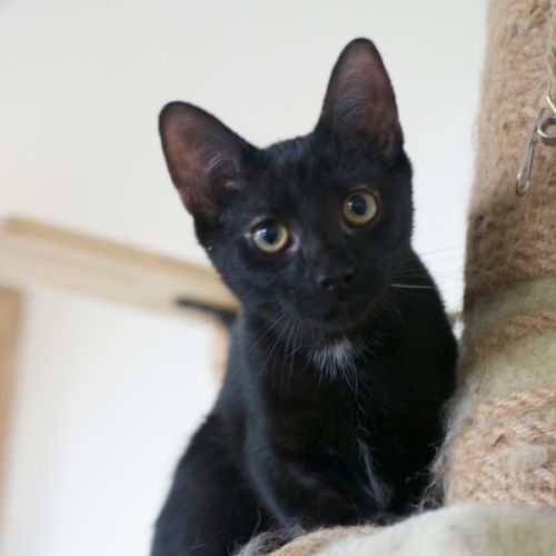 Mushroom Gravy - Domestic Short Hair (DSH) Cat