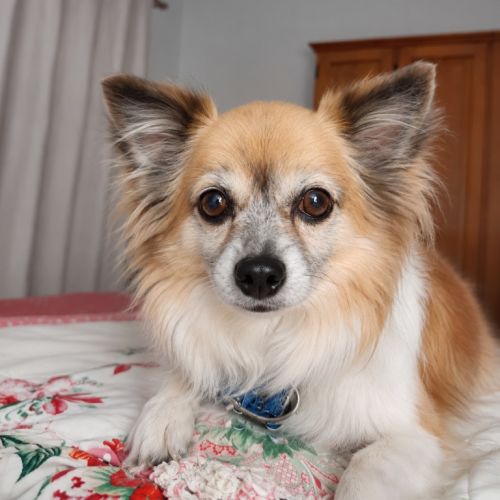 Duggie - Pomeranian Dog