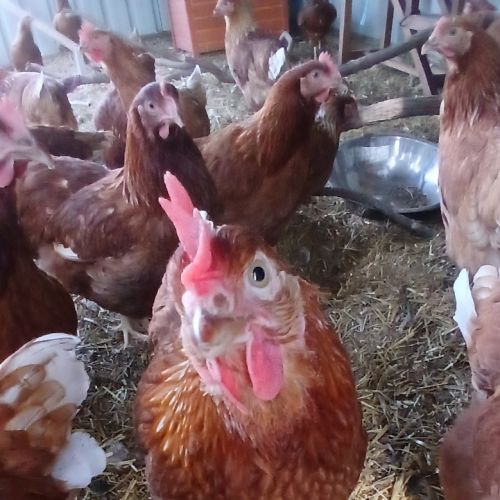 Cluckers - Isa Brown x ISA Brown Chicken