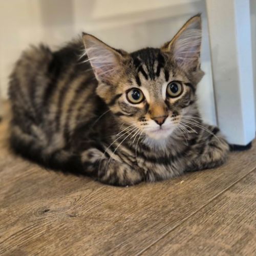 Elijah - Domestic Medium Hair (DMH) Cat