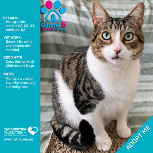 Monty - Domestic Short Hair (DSH) Cat