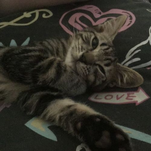 Jasper - Domestic Short Hair Cat