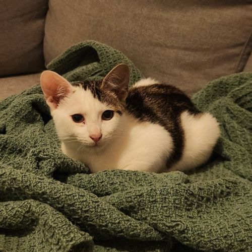 Chester  - Domestic Medium Hair (DMH) Cat