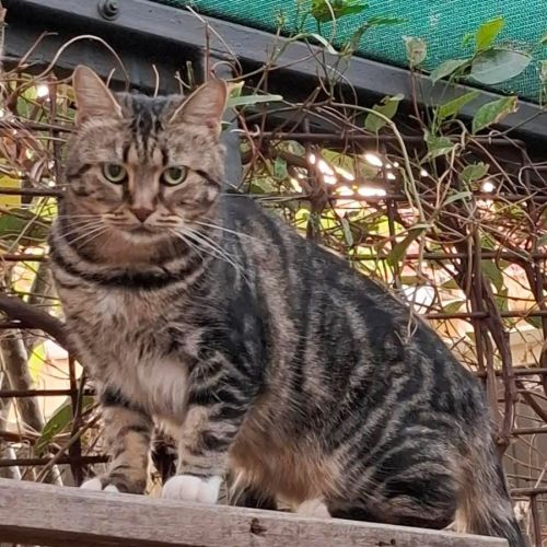 12667 - Lyric - Domestic Short Hair (DSH) Cat