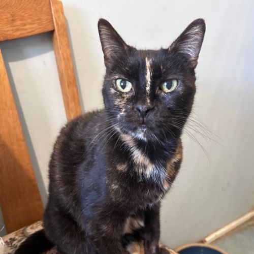 Lucy 🍸  - Domestic Short Hair (DSH) Cat