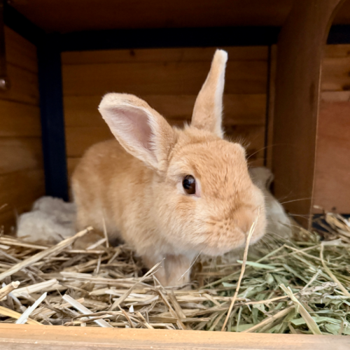 Cinderella - Dwarf Rabbit