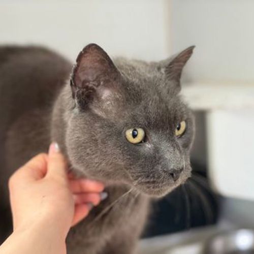 Cobweb - Domestic Short Hair Cat