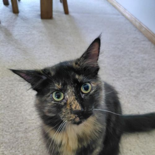 Katie - Domestic Short Hair (DSH) Cat