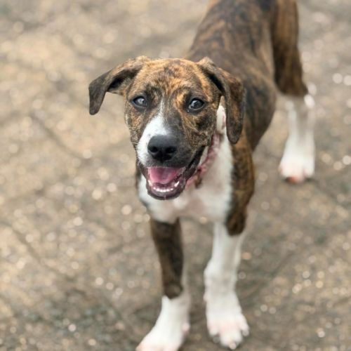 Catia - Mixed breed Dog