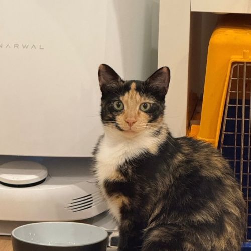 Skylar♥️ - Domestic Short Hair (DSH) Cat