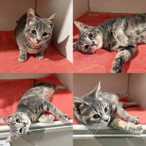 Yoshi - Domestic Short Hair (DSH) Cat