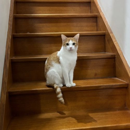 Ariel **2nd Chance Cat Rescue** - Domestic Short Hair (DSH) Cat