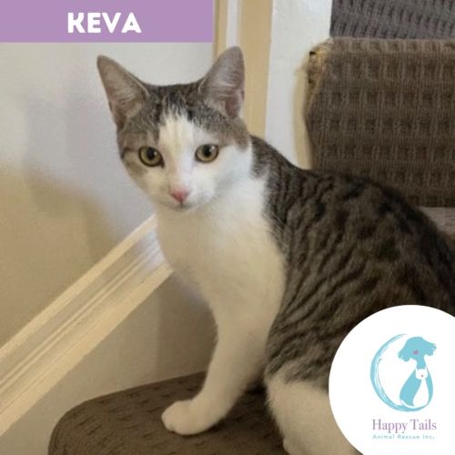 Keeva - Domestic Short Hair (DSH) Cat