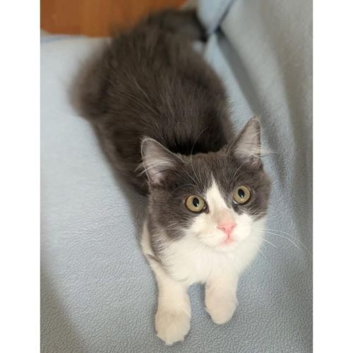 13529 - Waffle - Domestic Short Hair (DSH) Cat