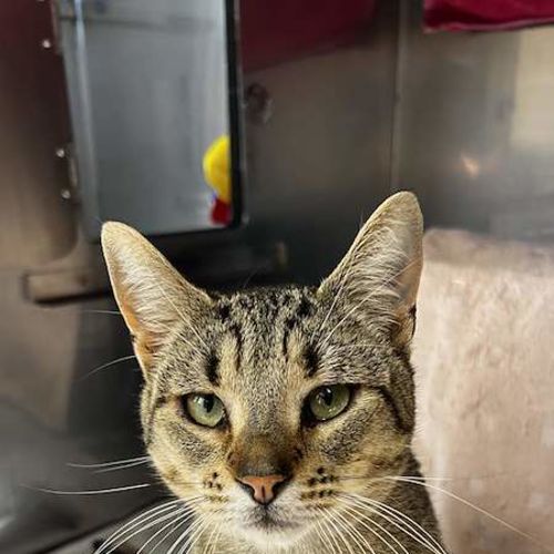 Mushu - Domestic Short Hair (DSH) Cat