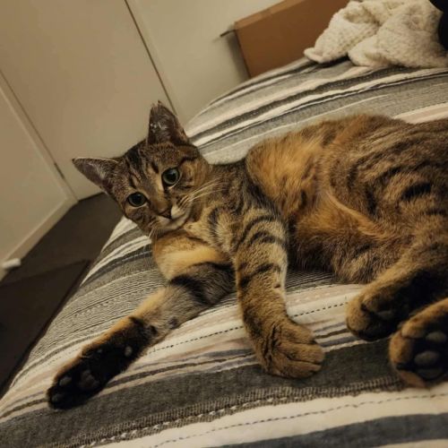 CeCe - Domestic Short Hair (DSH) Cat