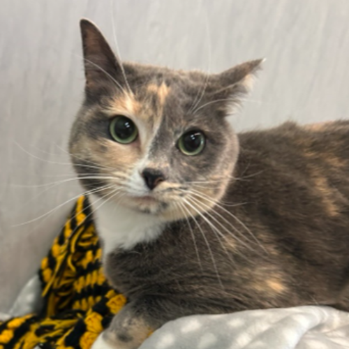 Chai - Domestic Short Hair Cat