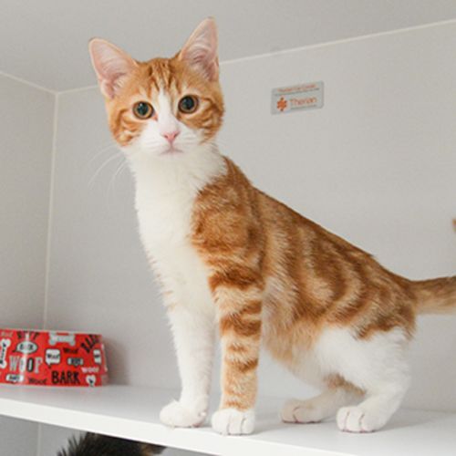 Lilly - Domestic Short Hair Cat