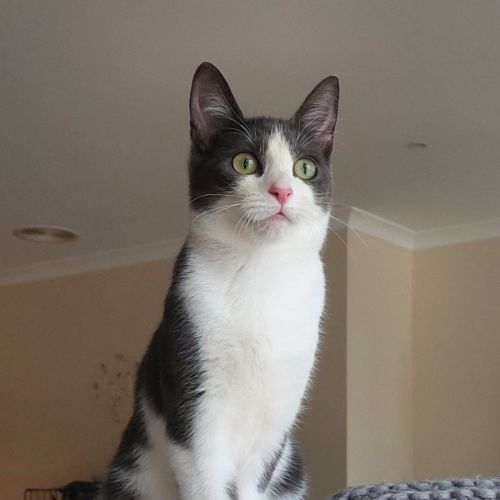 Mae - Domestic Short Hair (DSH) Cat