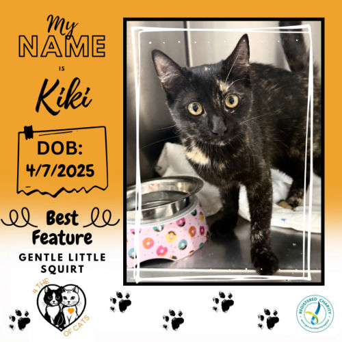Kiki - Domestic Short Hair (DSH) Cat
