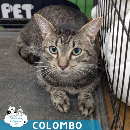 Colombo - Domestic Short Hair (DSH) Cat