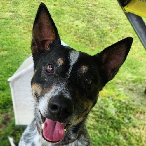 Zorro - Australian Cattle Dog