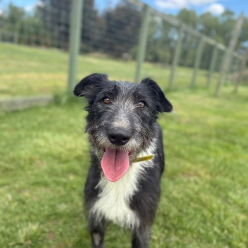 Annie - Staghound Dog