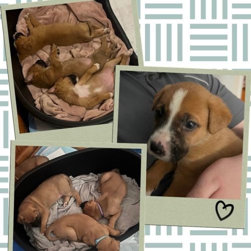 Bo Peep - Medium Cross Breed Dog
