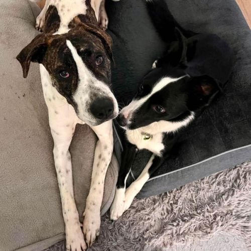 Scooby - Great Dane Dog