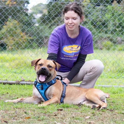 Barney  - American Staffy Dog