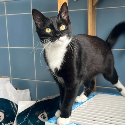 Kahlo - Domestic Short Hair (DSH) Cat