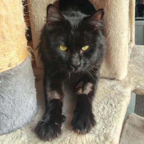 14366 - Vlad - Domestic Short Hair (DSH) Cat