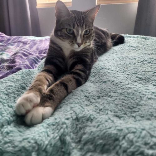 Indy - Domestic Short Hair (DSH) Cat