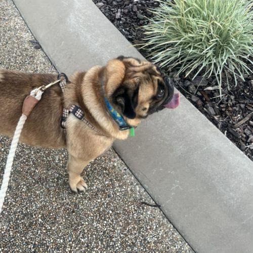 Boston - Pug Dog