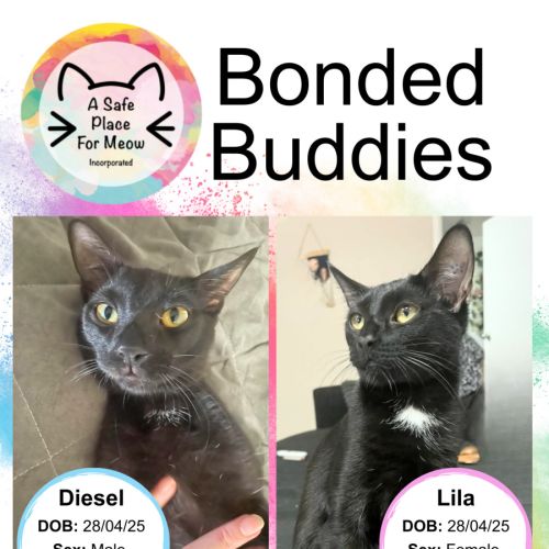 Diesel and Lila - Domestic Short Hair (DSH) Cat